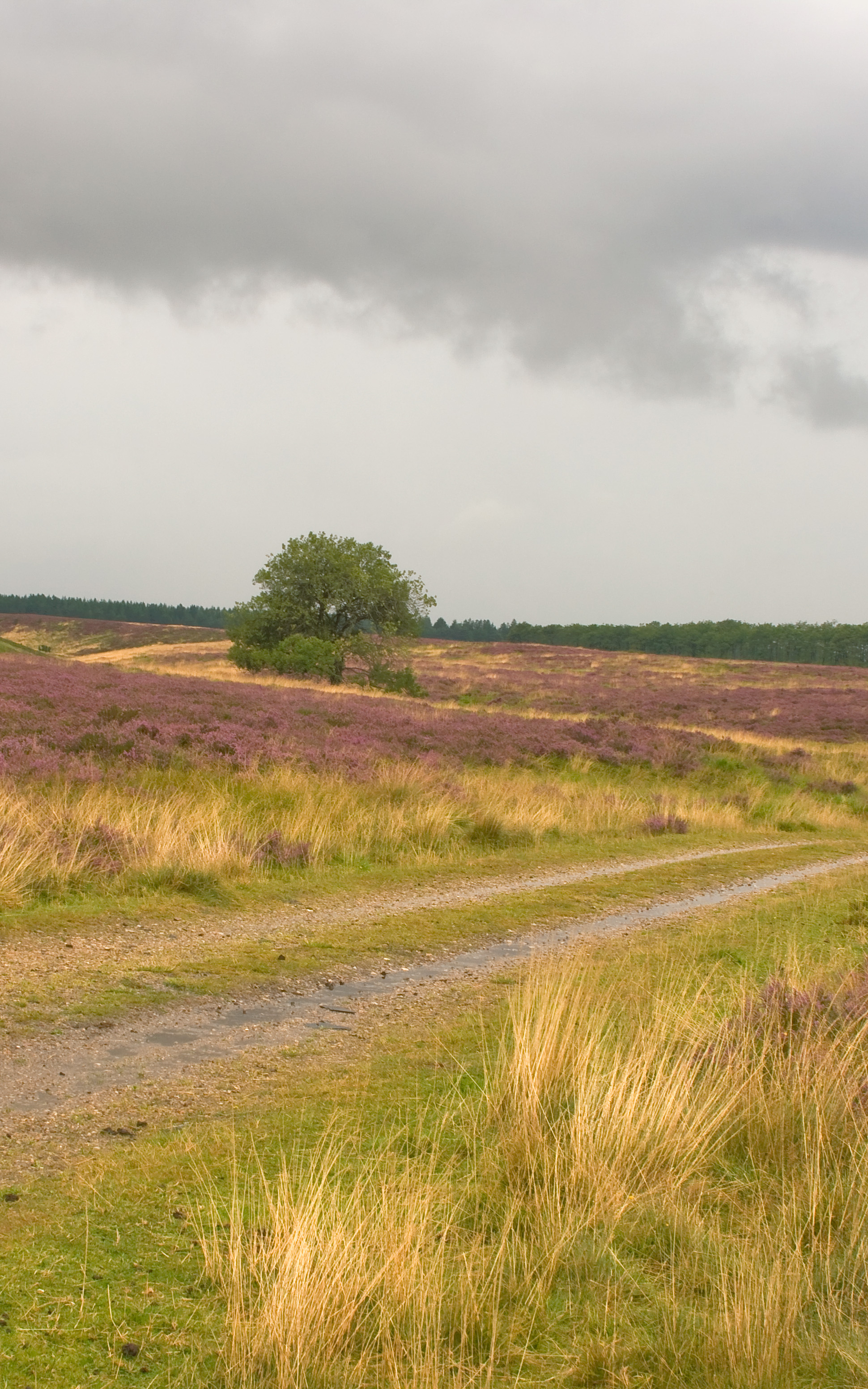 Kongenshus Mindepark