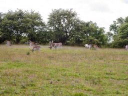 Daa_bukke_rudel_IMGP5024