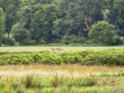 Daadyr_paa_strandengen_IMGP4975