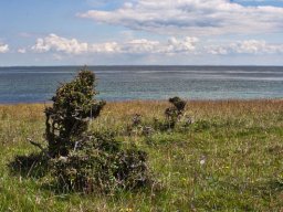 Formbidte_Tjoern_IMGP5029