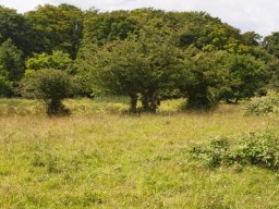 Opstammet_Tjoern_IMGP5028