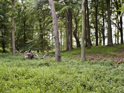 Skov_billed_IMGP5057