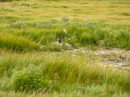 Svane_aellinger_IMGP5062