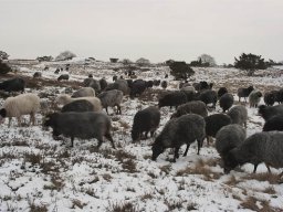 IMGP0038-Stanghedefaar