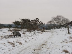 IMGP0057-Geder-og-faar-paa-Stanghede