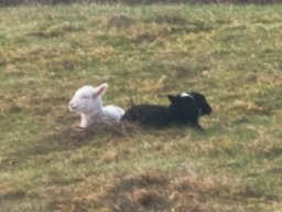 IMGP1013-Nye-naturplejer