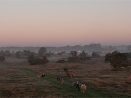 imgp8753-faar-nyder-morgenstunden