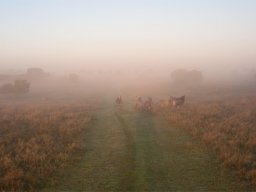 imgp8769-faar-i-morgentaage-stanghede