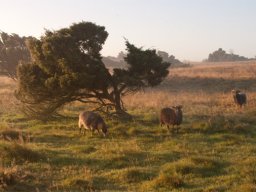 imgp8784-faar-paa-stanghede