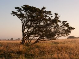 imgp8785-enebaerbusk-paa-stanghede
