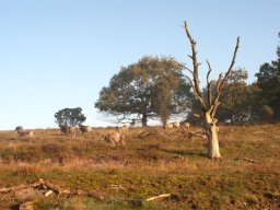 imgp8795-graessende-faar-paa-stanghede