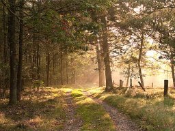 imgp8808-morgenstemning-over-skovsti