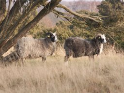 imgp9395-faar-paa-stanghede